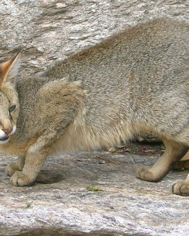 වල් බළලා