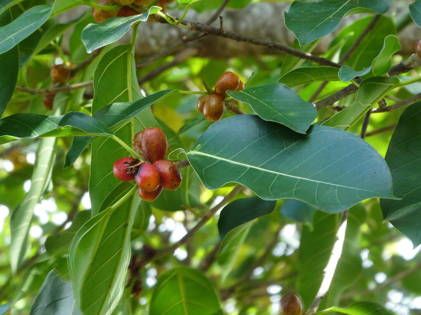 Brown-Woolly Fig