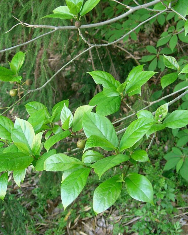 Japanese Fig