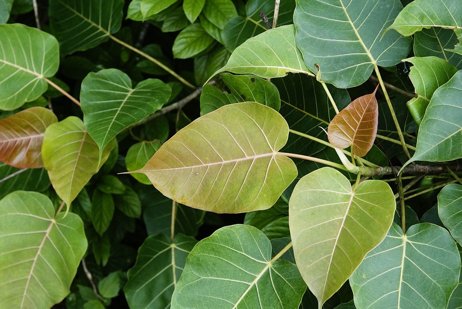 Indian Rock Fig