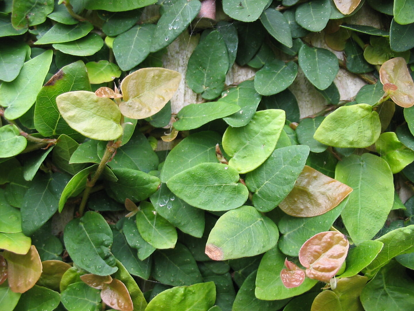 Climbing Fig