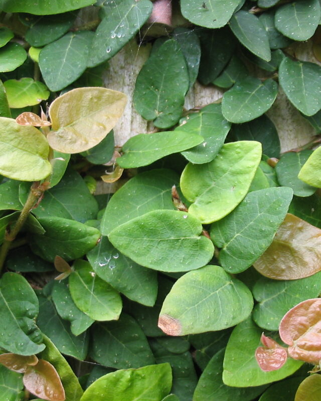 Climbing Fig