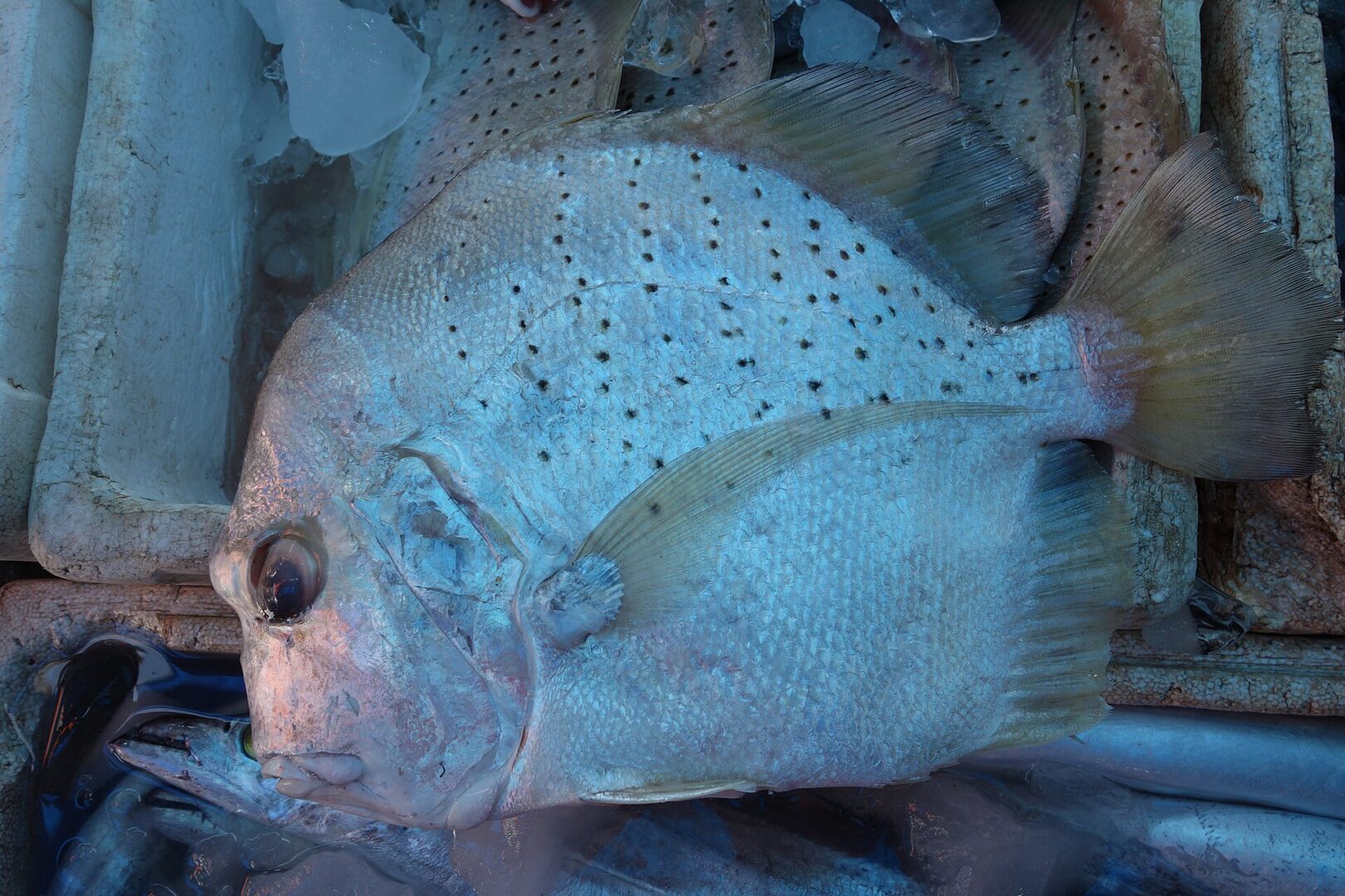 Spotted Sicklefish