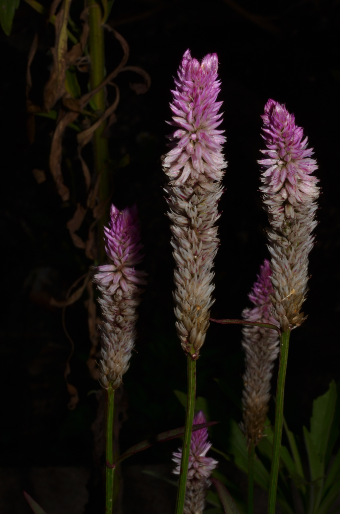 Flamingo Feather Flower