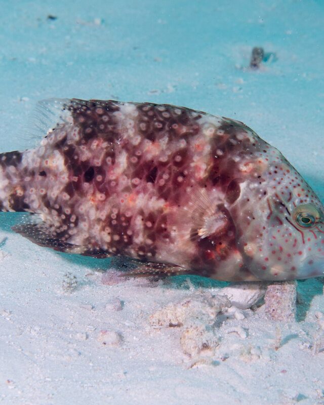 Floral Maori Wrasse
