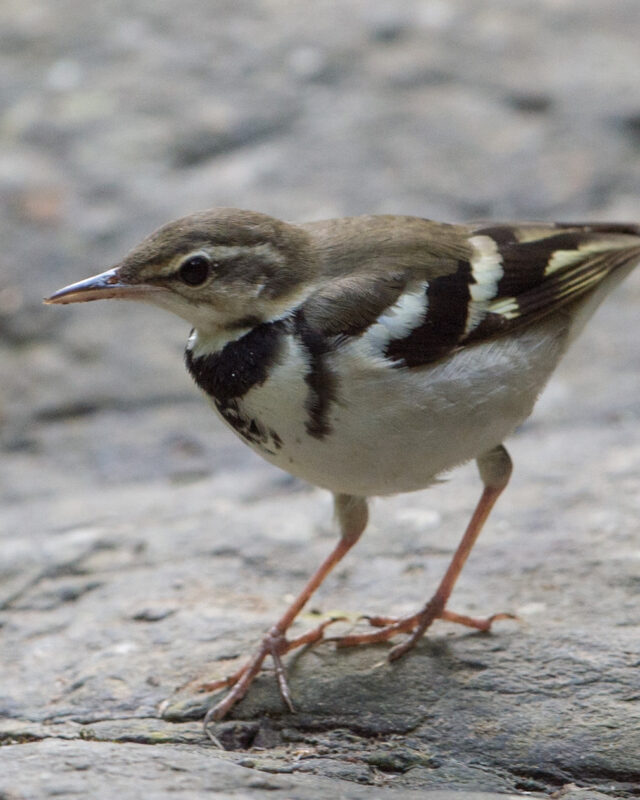 Forest Wagtail