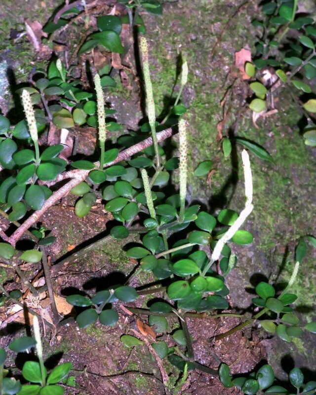 Acorn Peperomia