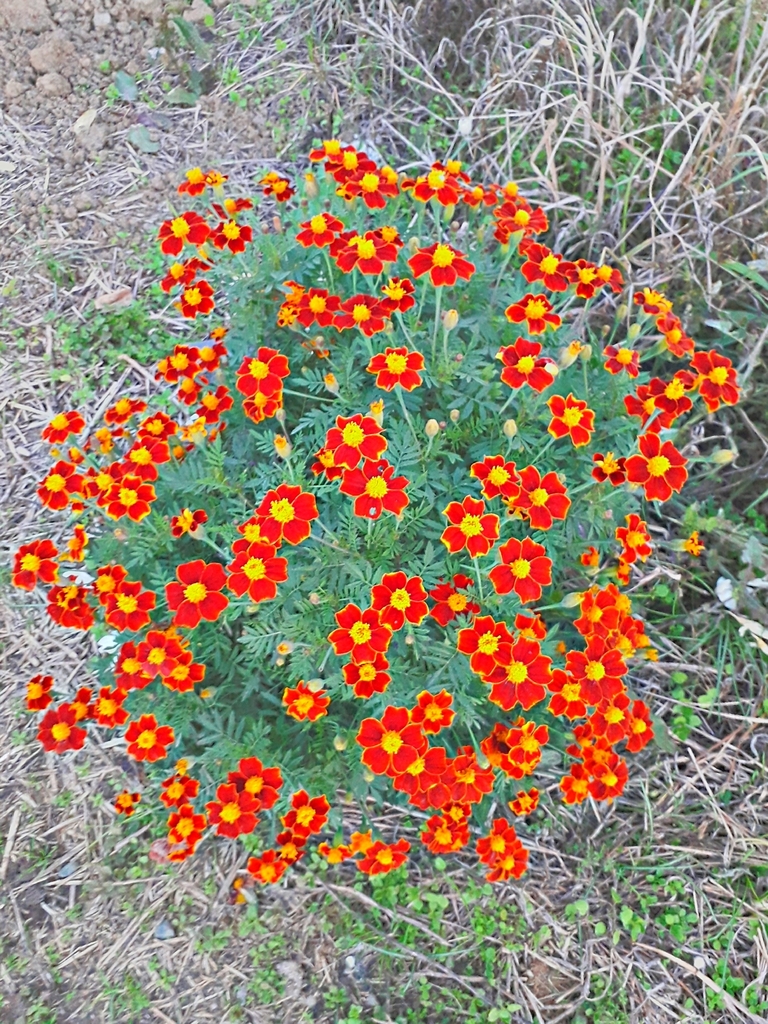 French Marigold