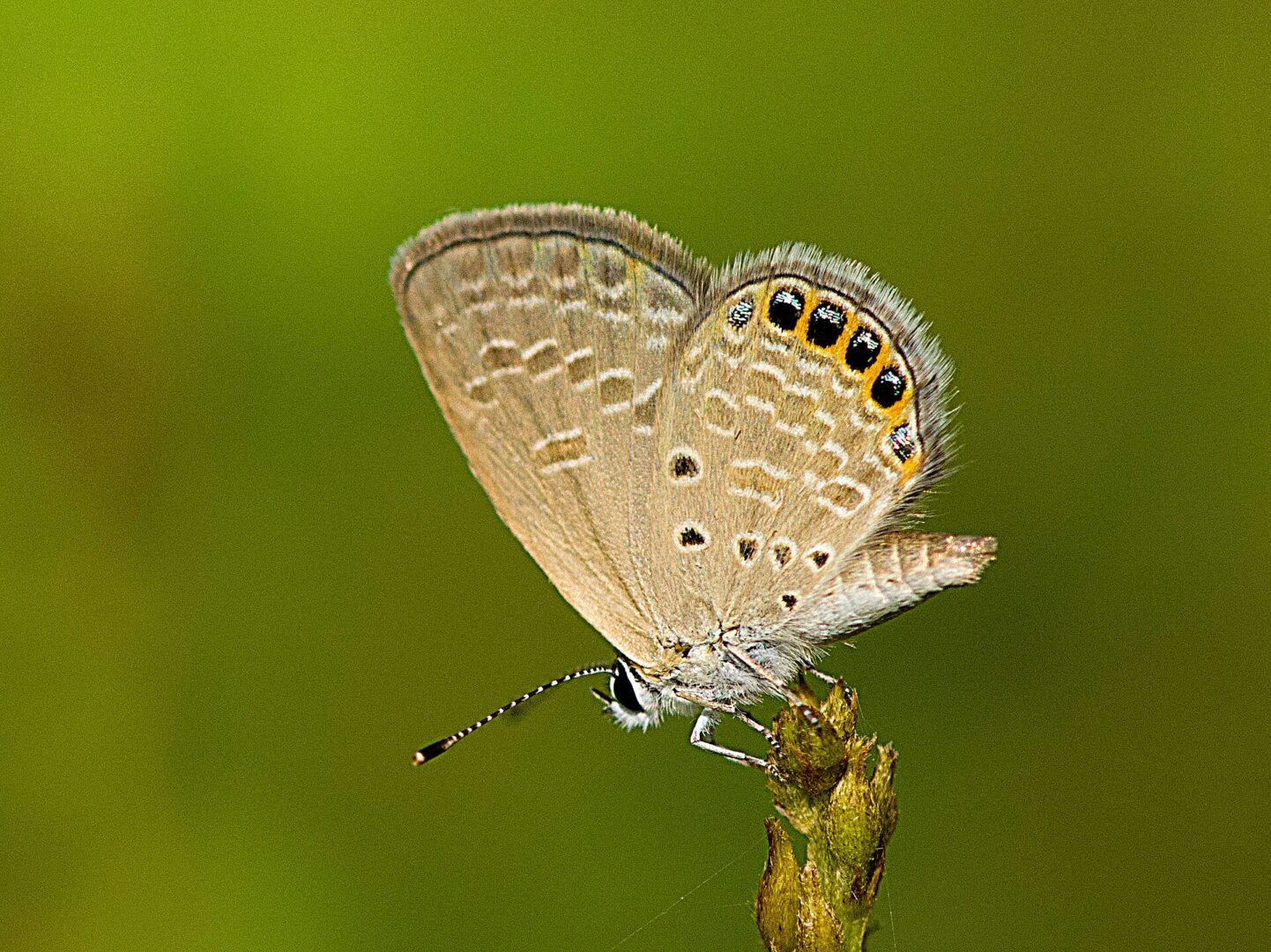 Jewelled Grass-Blue