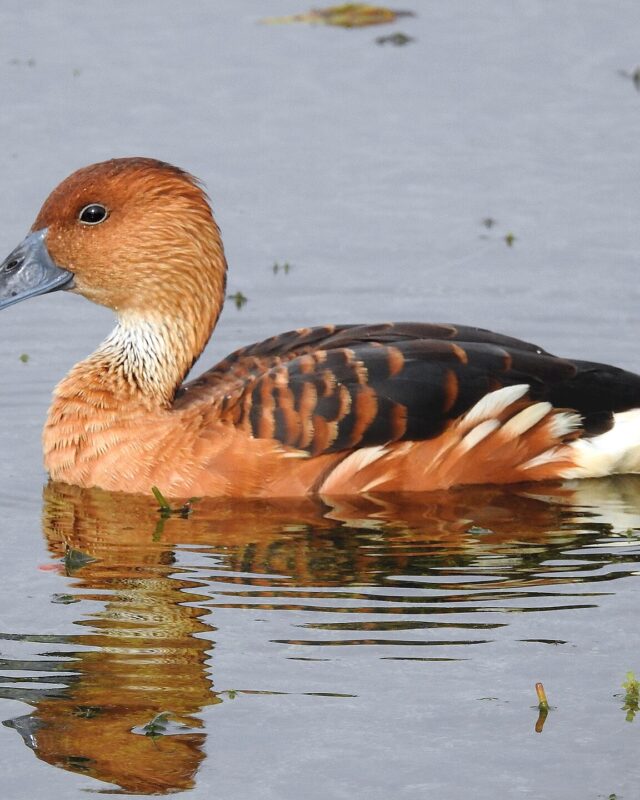 Fulvous Whistling-Duck