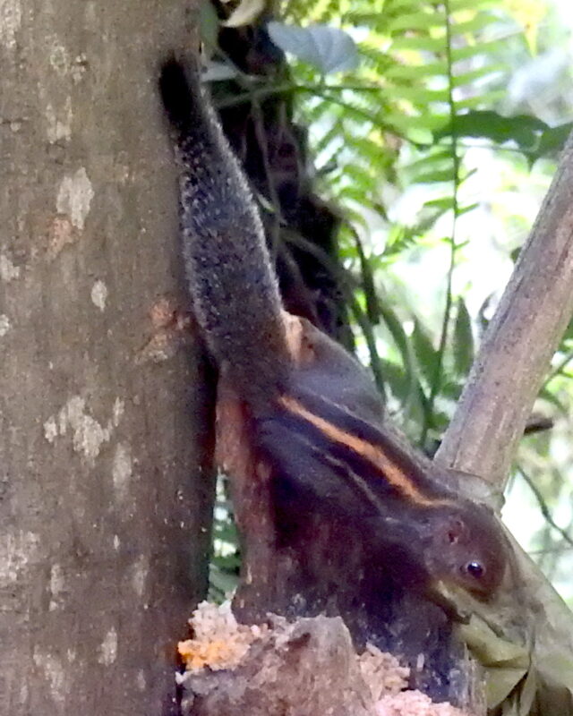මූකලන් ලේනා