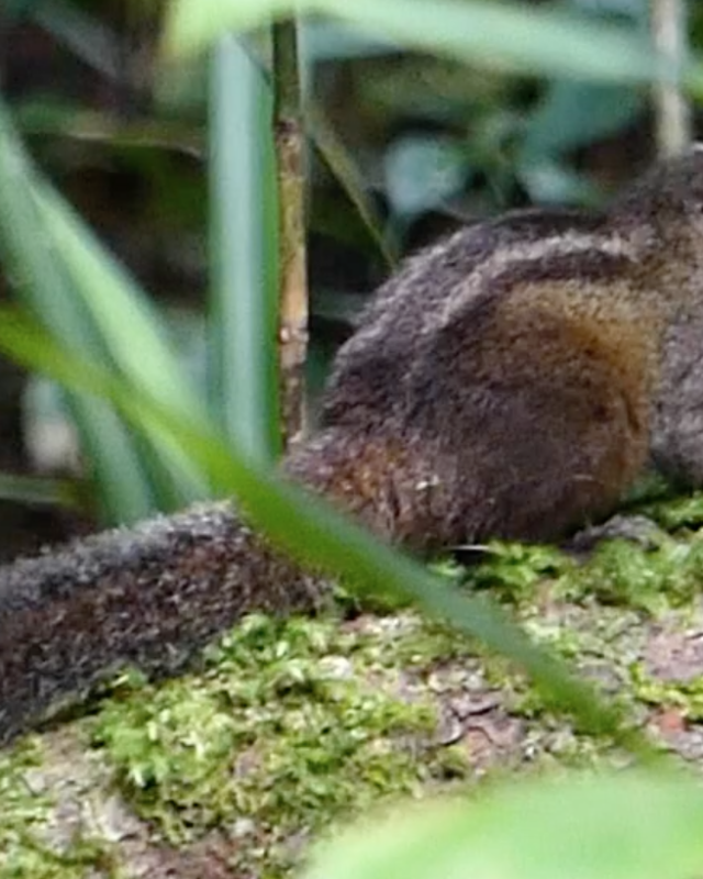 පුංචි ලේනා