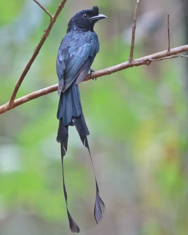 Greater Racket-Tailed Drongo