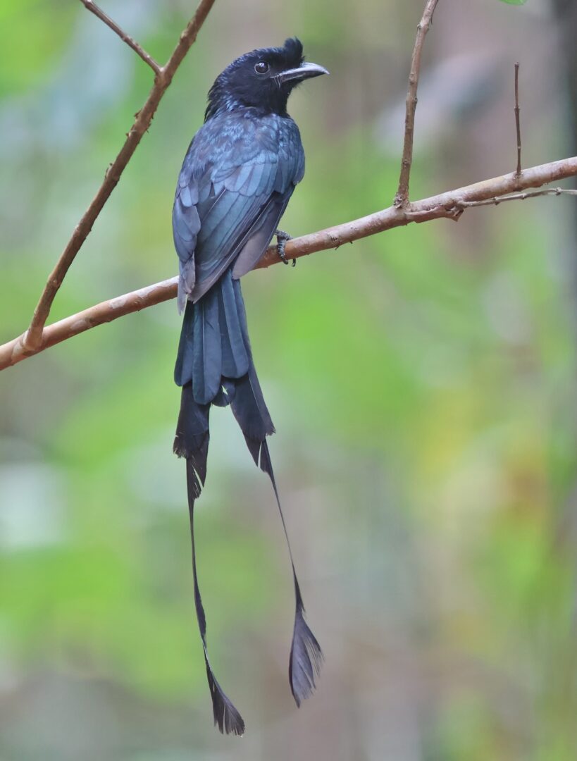 துடுப்பு வால் கரிச்சான்
