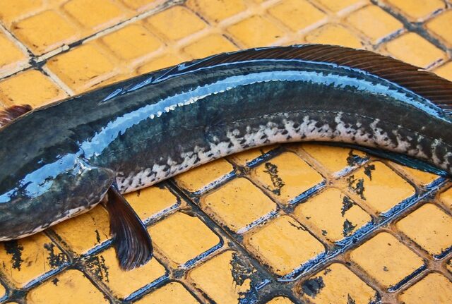 Striped Snakehead