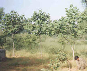 Kashmir Tree