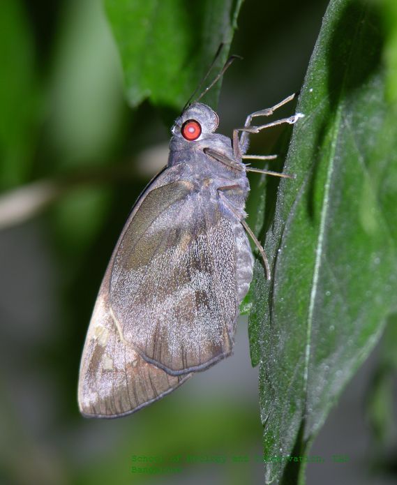 Giant Redeye