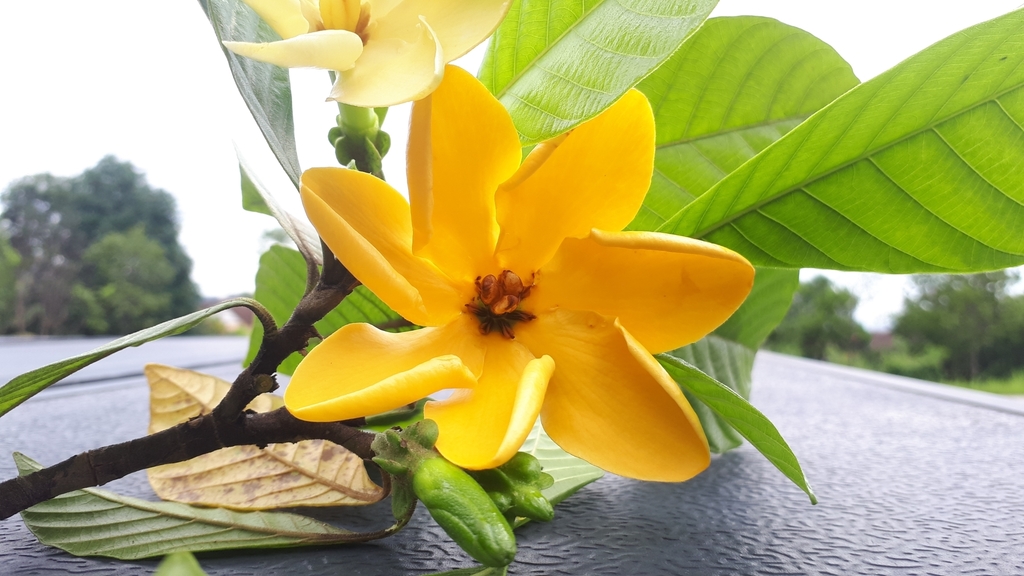 Gardenia carinata
