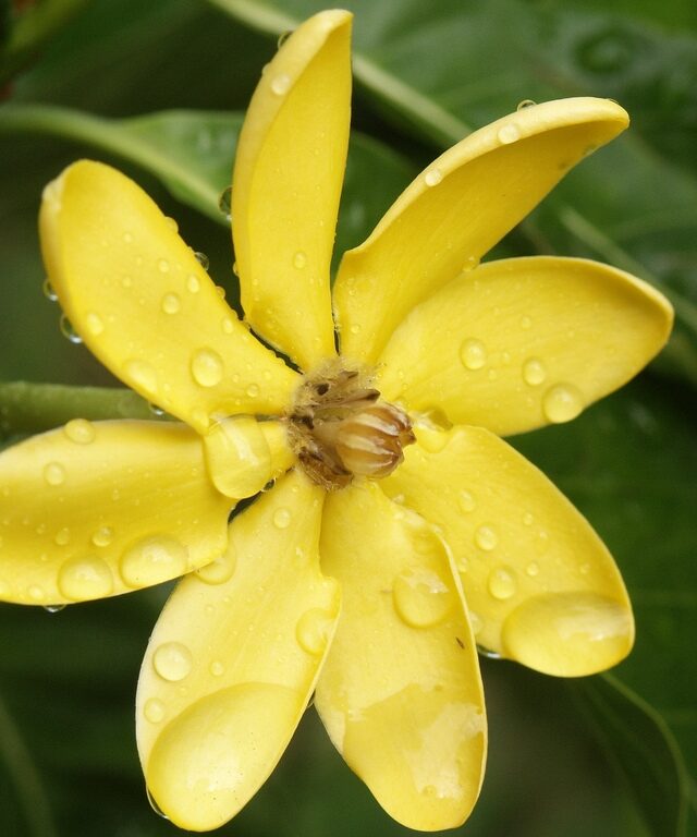 Gardenia tubifera