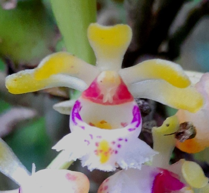 Gastrochilus flabelliformis