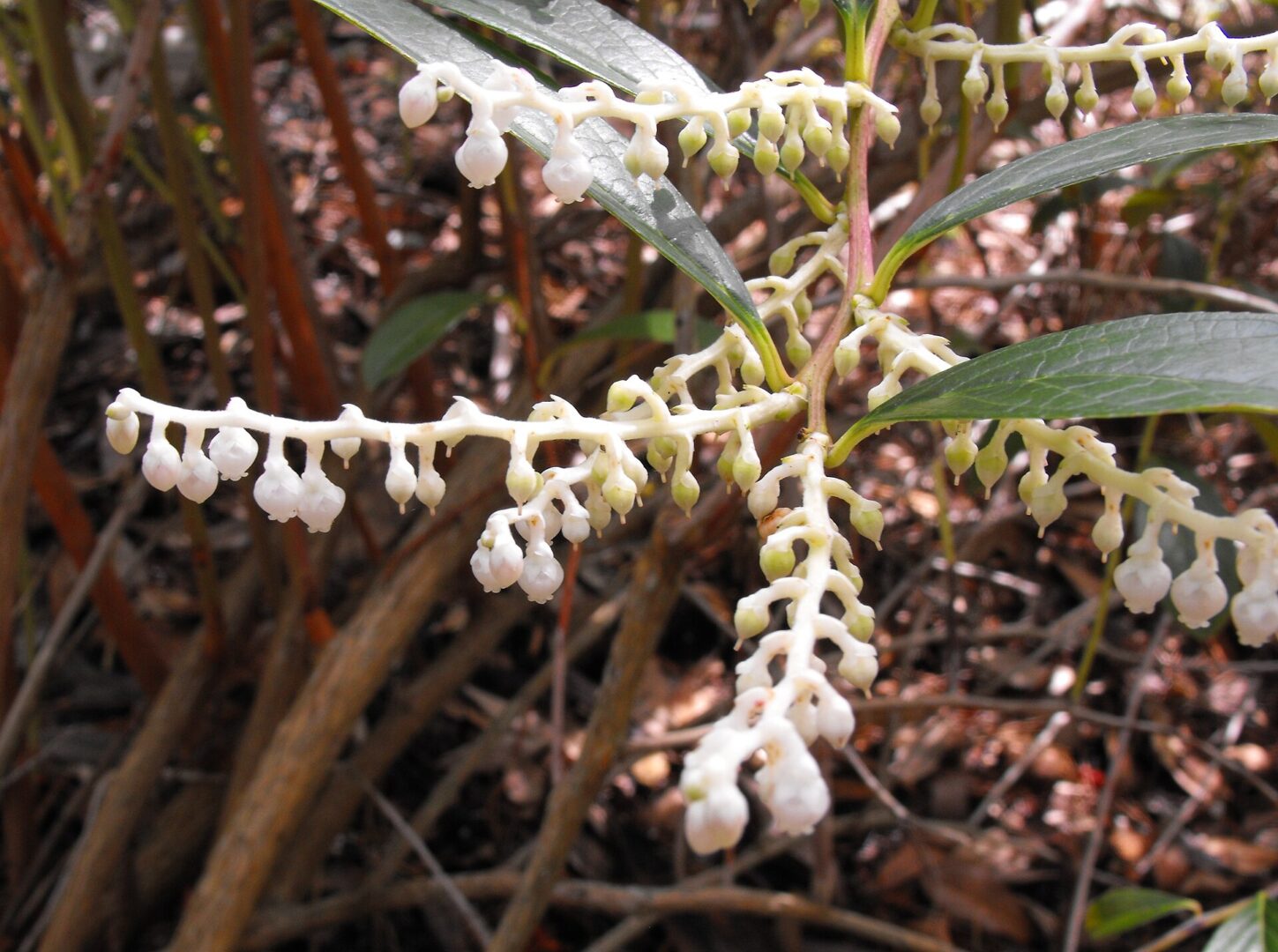 Gaultheria fragrantissima