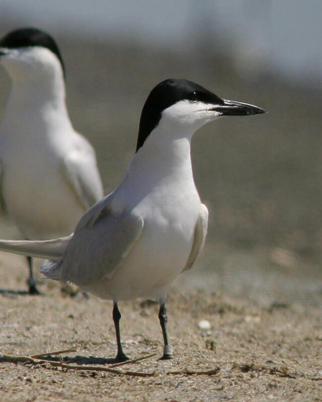 Gull-Billed Tern