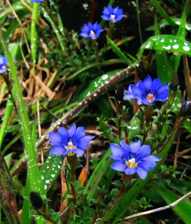 Gentiana pedicellata