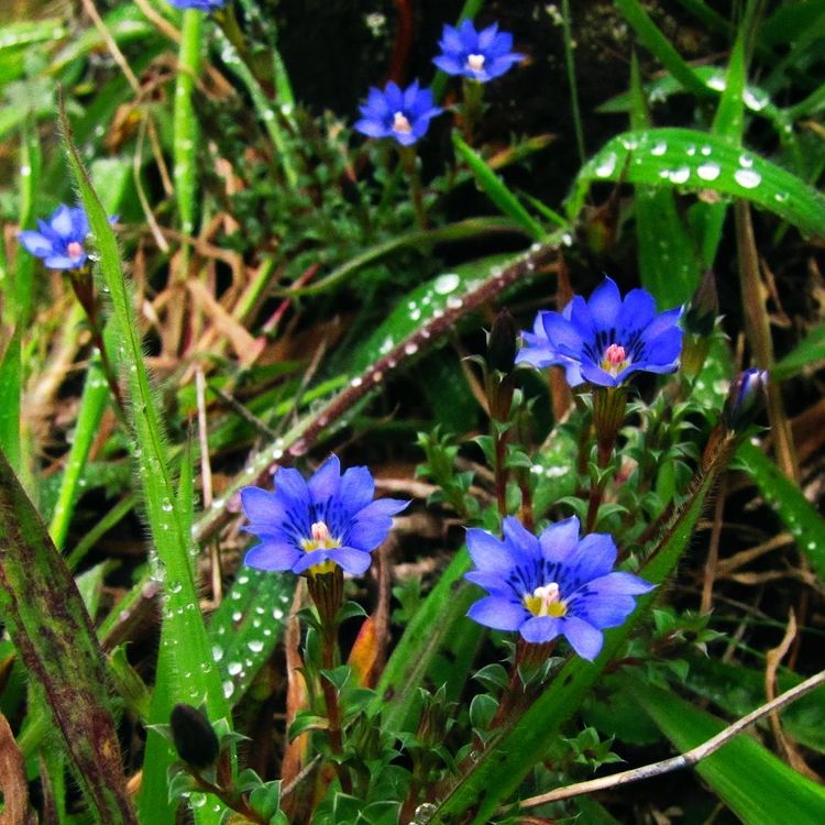 Gentiana pedicellata