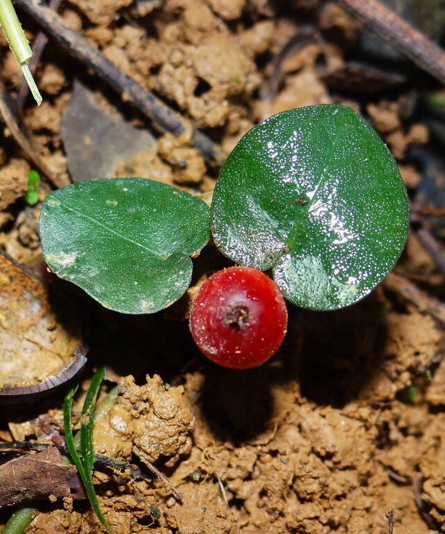 Geophila repens