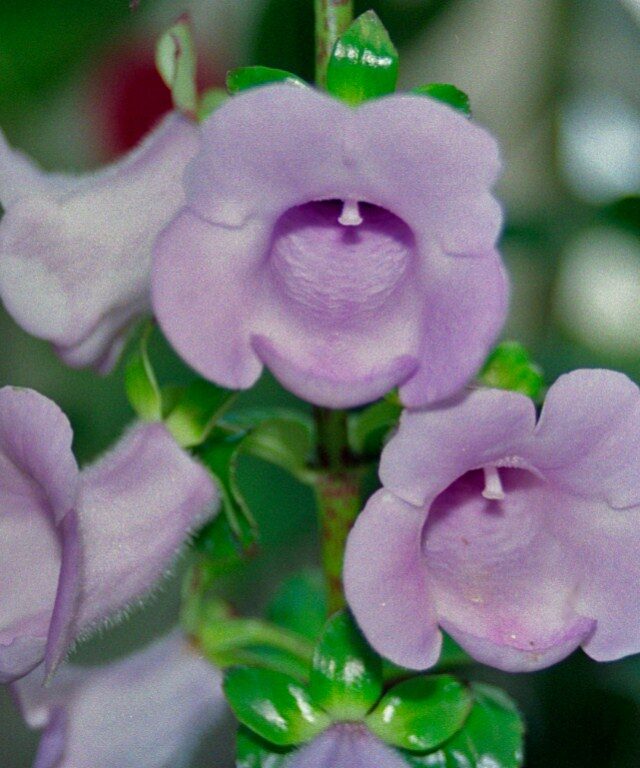 Gloxinia perennis