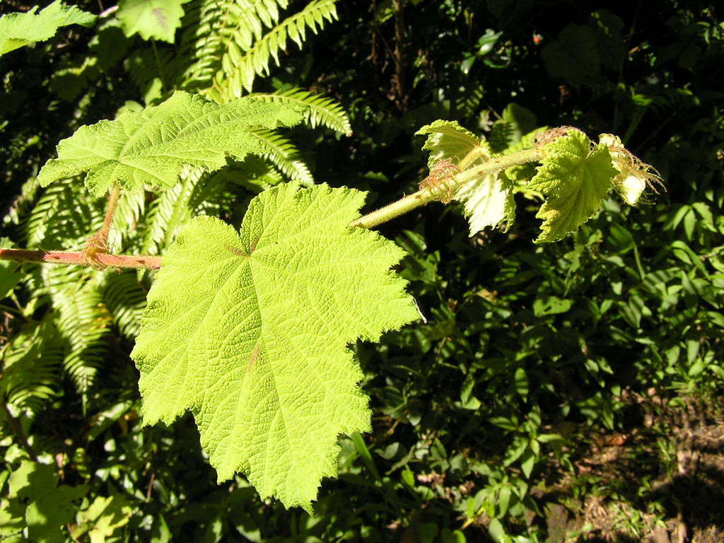 Giant Bramble