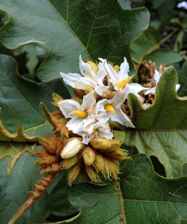 Giant Devil’s-Fig