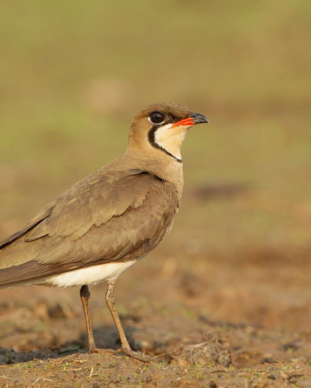Oriental Pratincole