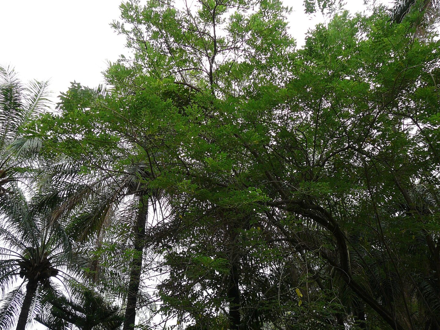 கிளைரிசிடியா