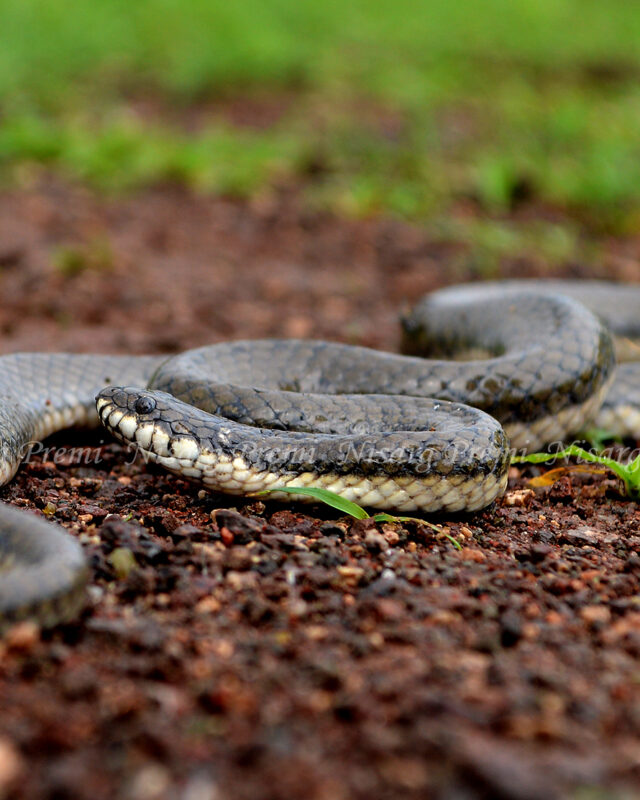 Cat-Eyed Fishing Snake