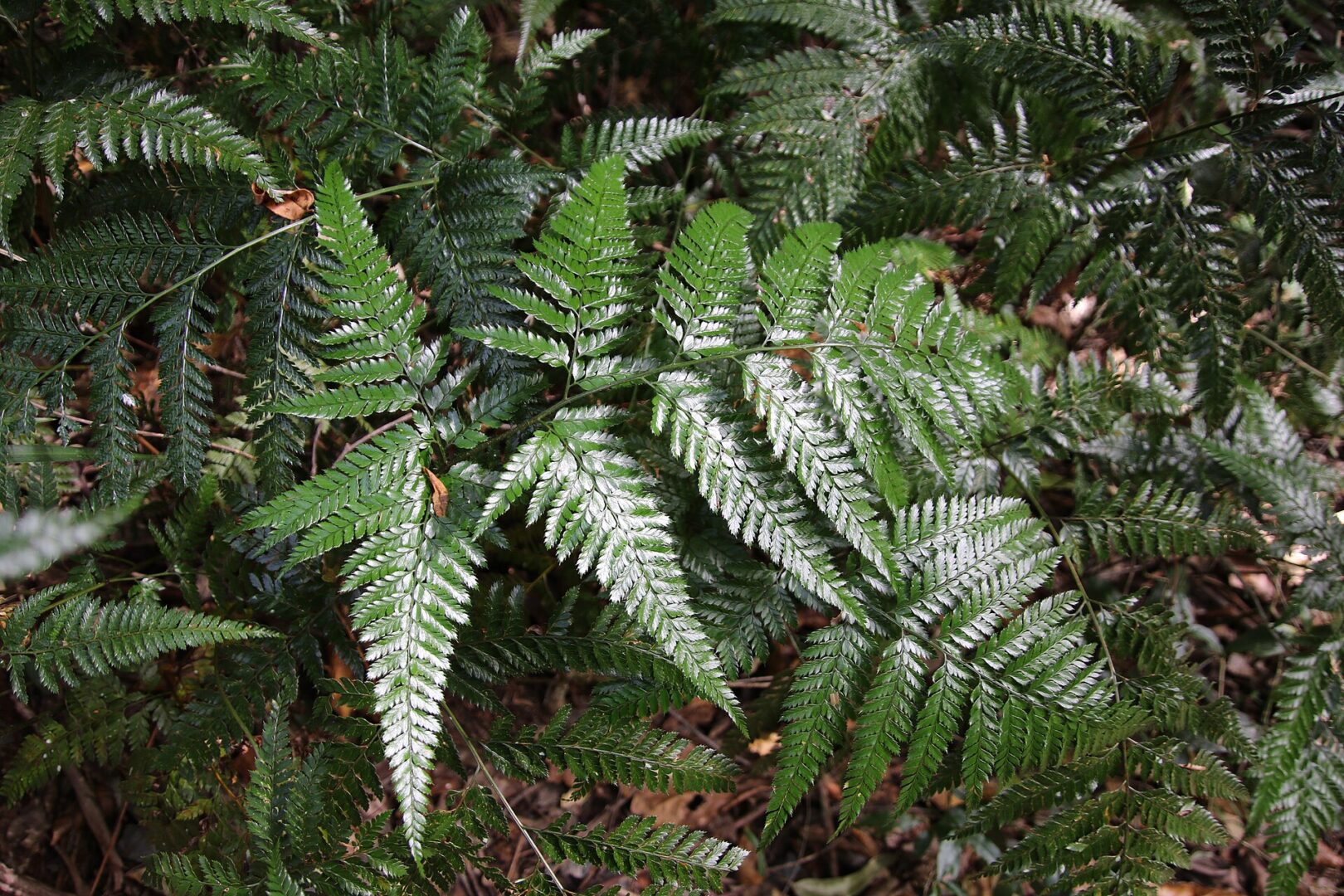 Prickly Shield Fern
