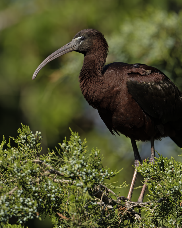 Glossy Ibis