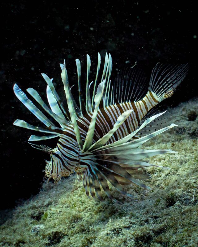 Indian Lionfish