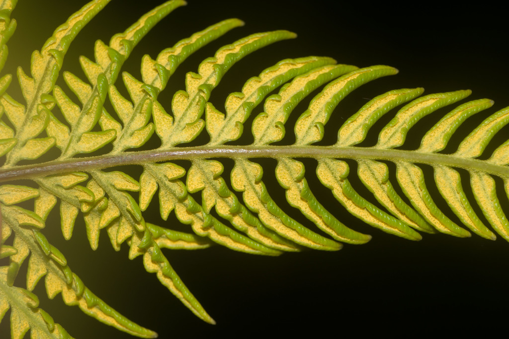 Gold Fern