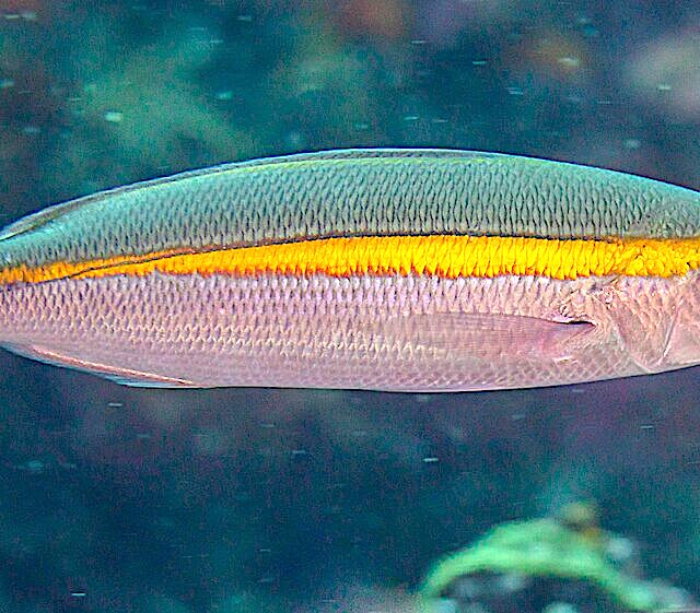 Yellowband Fusilier