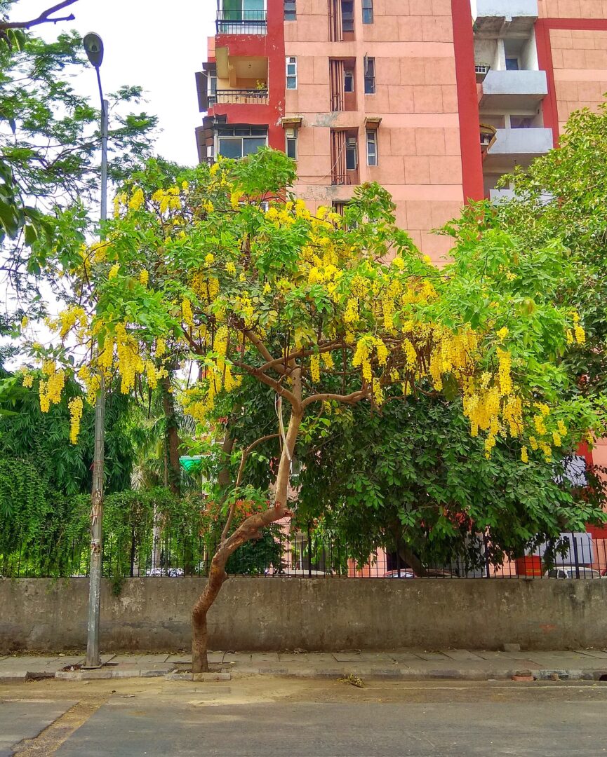ඇහැළ