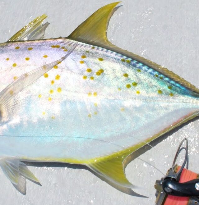 Yellow Spotted Trevally