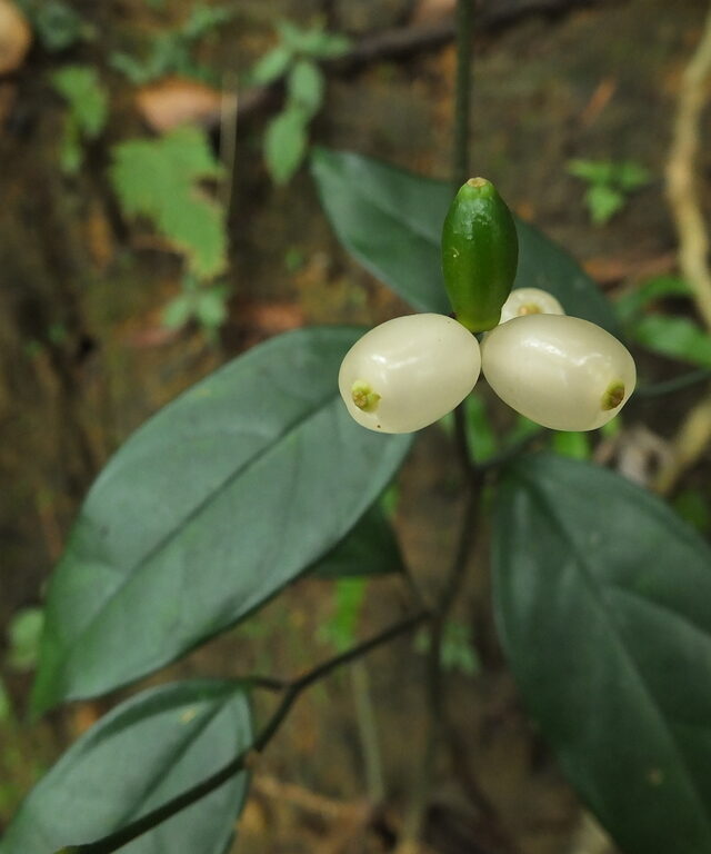 Gomphandra tetrandra