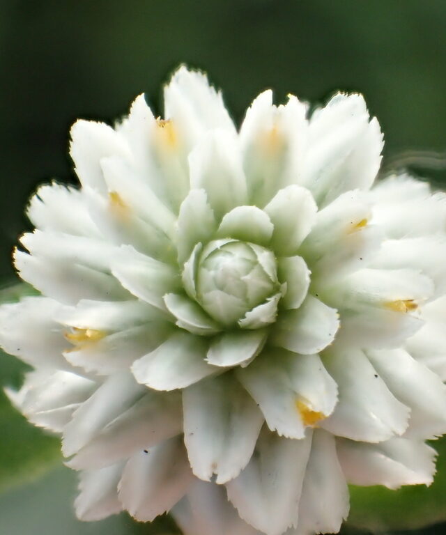 Gomphrena Weed