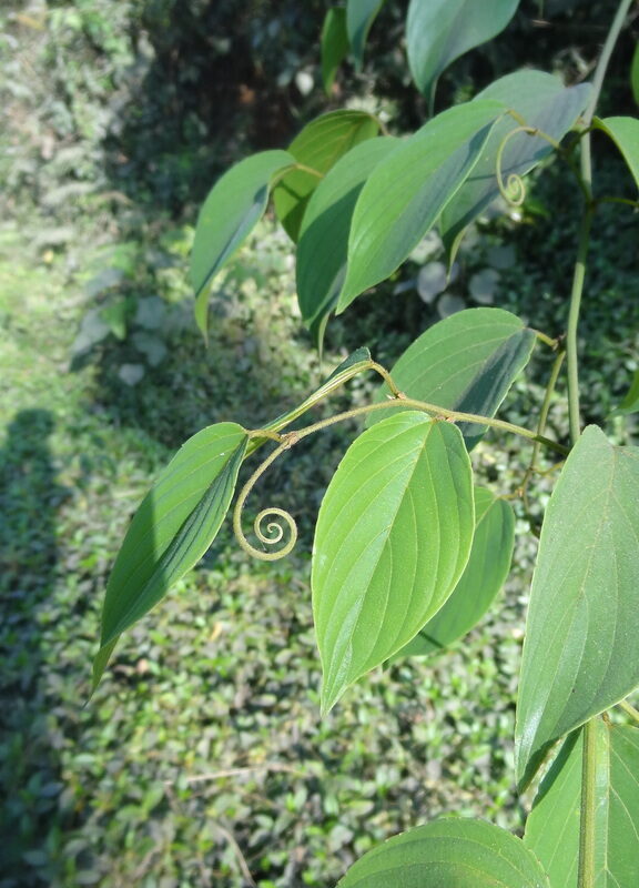 Gouania microcarpa