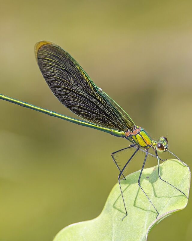 Green Metalwing