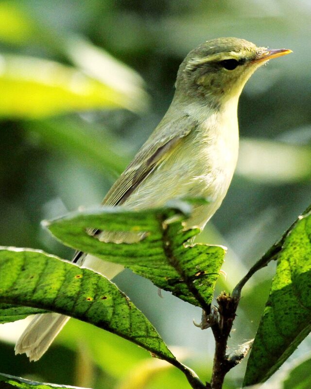 Green Warbler