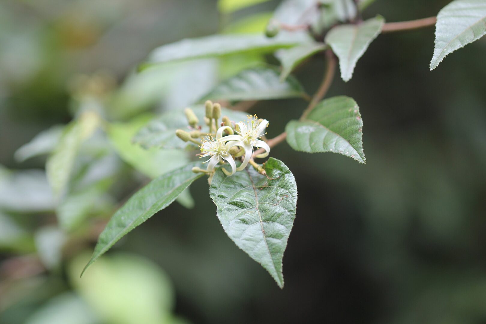 Deccan Crossberry