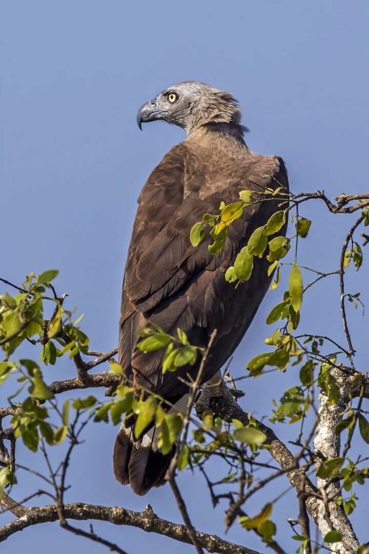 Gray-Headed Fish-Eagle