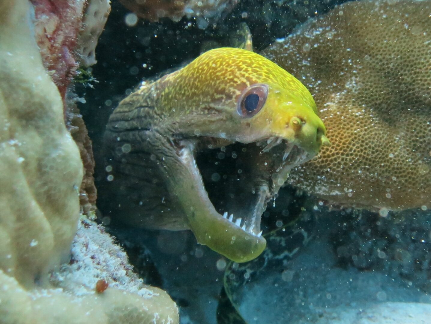 Undulated Moray